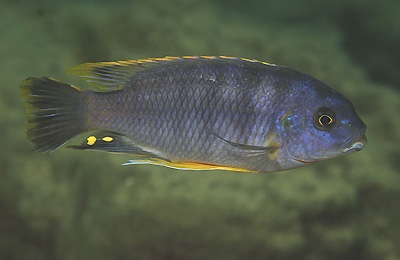 Petrotilapia microgalana 'Mbowe Island'